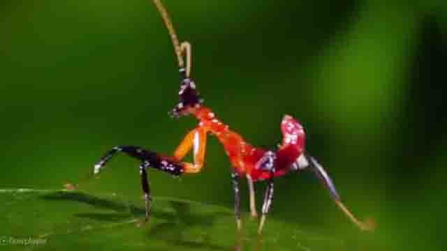 Kung Fu Mantis Vs Jumping Spider - English