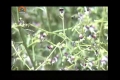 [19 Mar 2013] Natural weeds and Cure - قدرتی جڑی بوٹیاں اورعلاج - Urdu