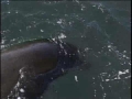 Killer Whales Hunt Sea Lion - English