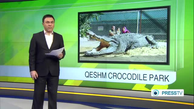[28 Apr 2014] Iran operates Middle East\'s 1st crocodile farm on Qeshm Island - English