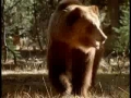 Natures Perfect Predators - Grizzly Bear - English 