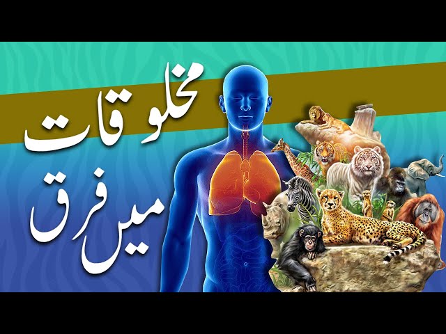 AQAID | ADAL | LESSON 5 | Why differences in creation | مخلوقات میں فرق کیوں ہے؟ | Urdu