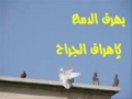 karbala bird - Video about Ashura - Arabic