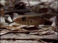 Cobra vs. Rat Snake - English