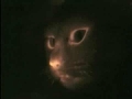 Glow in the Dark Cloned Cat - English