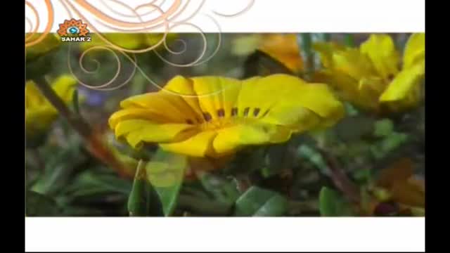 Morning Show | صبح و زندگی - Do You Love Gardening - Urdu