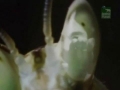 [2/3] Documentary - Praying Mantis - English