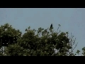 Annoying Bird - Mimicry amongst Birds-english