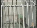 Parrot reciting holy Quran-Arabic