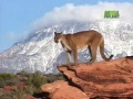 Natures Perfect Predators - Mountain Lion - English