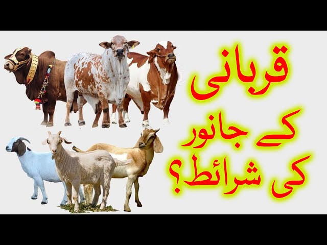 🎦  عید قربان 4 | قربانی کے جانور کی اہم صفات کونسی ہیں؟ - Urdu