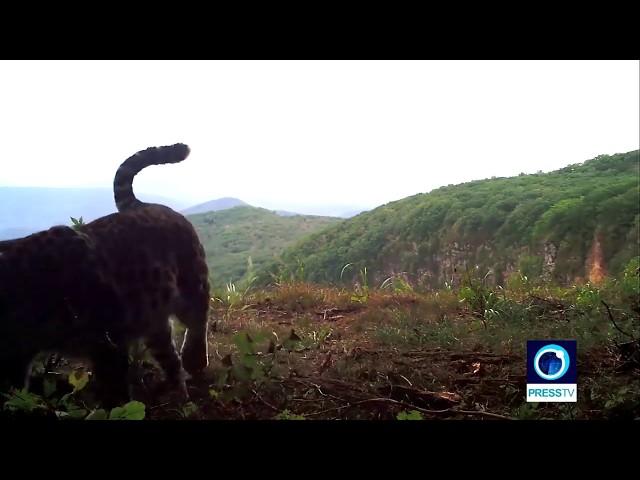 World\'s rarest cat \'caught on cam\' in Russia\'s Leopard Park