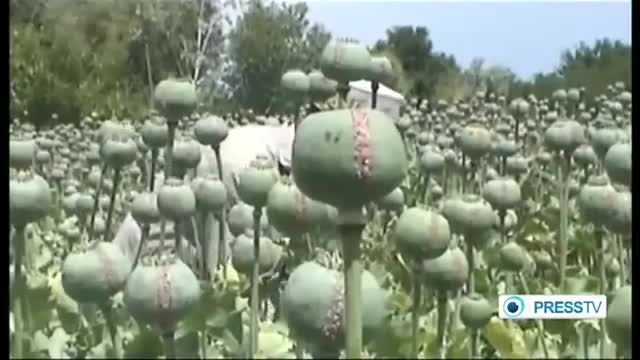 [29 May 2014] Afghanistan postpones poppy eradication campaign - English