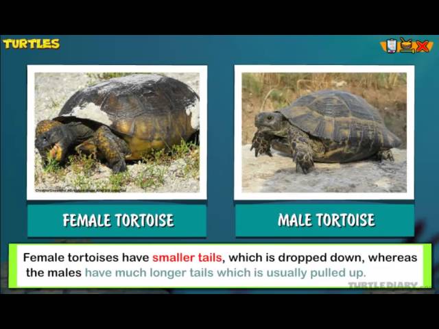 Turtles VS Tortoise *What\'s the Difference? | Animal Science for Kids | English