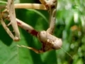 [3/3] Documentary - Praying Mantis - English