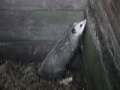 Virginia Opossum - Mini Documentary - English