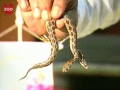Snake with two heads stuns zoo - English