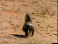 Honey Badger-The Most Fearless Animal on Earth - English