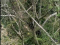 Chimps Hunting in Trees - English