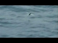record flying fish seen-english