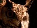 Natures Perfect Predators - Great Horned Owl  - English 