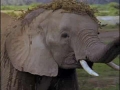 Goofy Baby Elephant - English