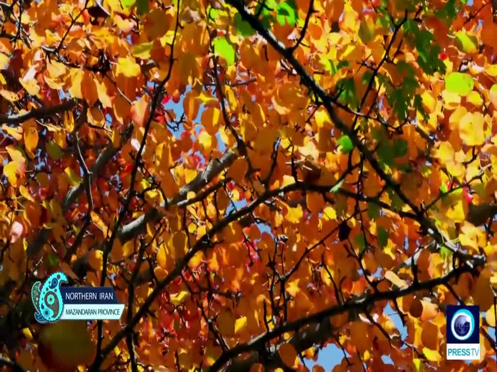 [09 December 2017] Awe-inspiring autumnal magnificence of Mazandaran in Iran - English