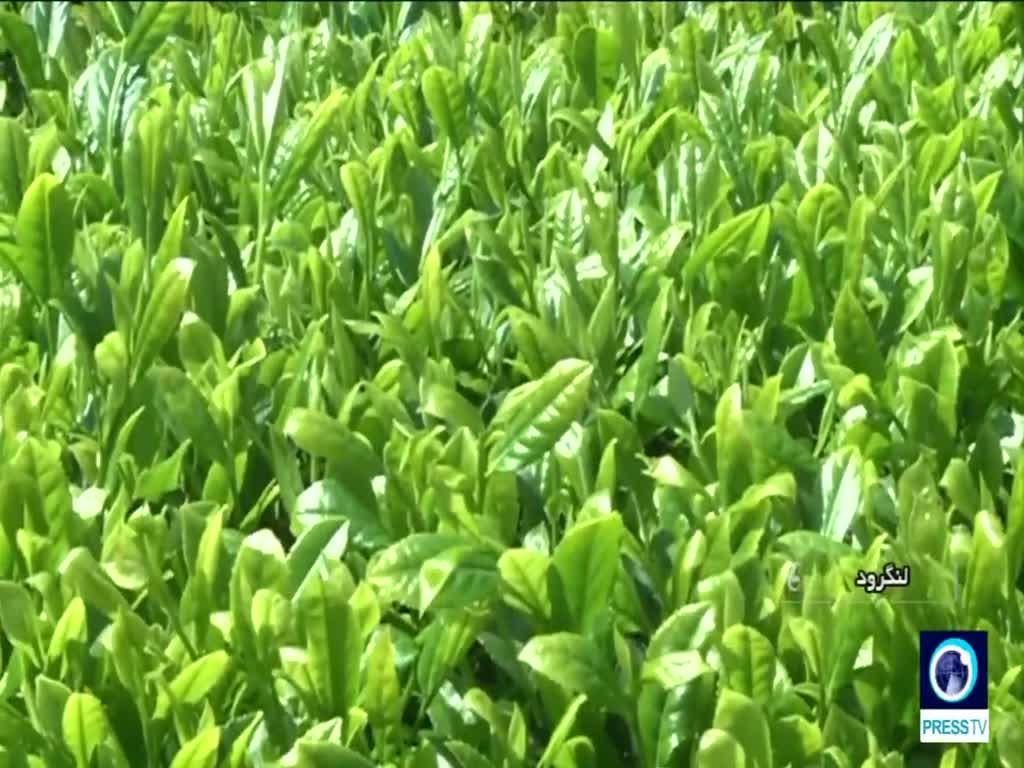 [02 May 2019] Tea harvest season begins in Iran\'s Gilan Province - English