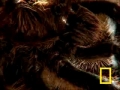 Giant Tarantula - English