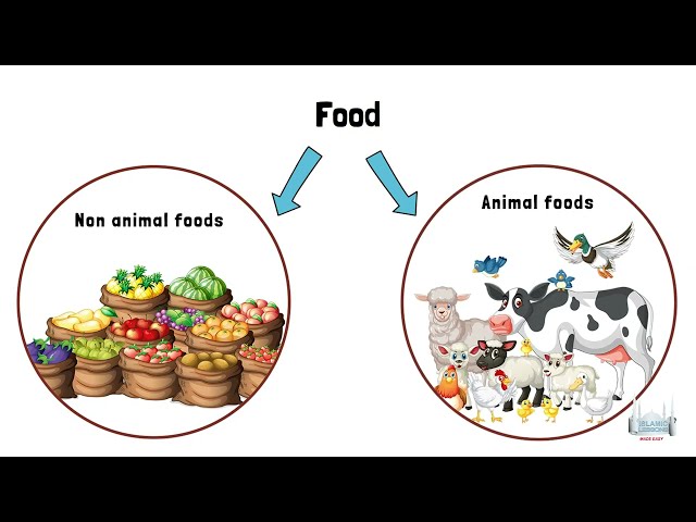 What animals are permissible to eat? | English
