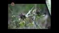 [11 Mar 2013] Natural weeds and Cure - قدرتی جڑی بوٹیاں اورعلاج - Urdu