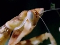 [1/3] Documentary - Praying Mantis - English