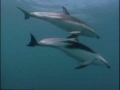 Dusky Dolphins Corral Anchovies - English