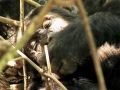 Chimps Outscore Humans - English