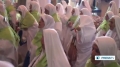 [04 Oct 2013] Muslim pilgrims leaving Medina for Mecca to perform Hajj - English