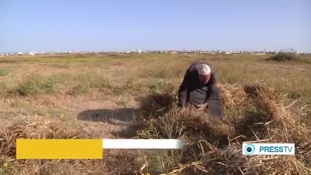 [04 May 2014] Gaza wheat farmers rush to harvest, fearing israeli attacks - English