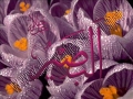 Quran Surah 103 - Al-Asr...The Declining Day - ARABIC with ENGLISH translation