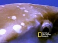 Giant Bizarre Fish - Mola Mola - English