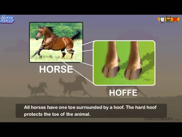 Every Type of Horse in the Horse Family | Animal Science for Kids | English