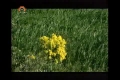 [18 Mar 2013] Natural weeds and Cure - قدرتی جڑی بوٹیاں اورعلاج - Urdu