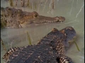 American Crocodiles - English