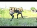 Big Dog Walking - Robot Mule