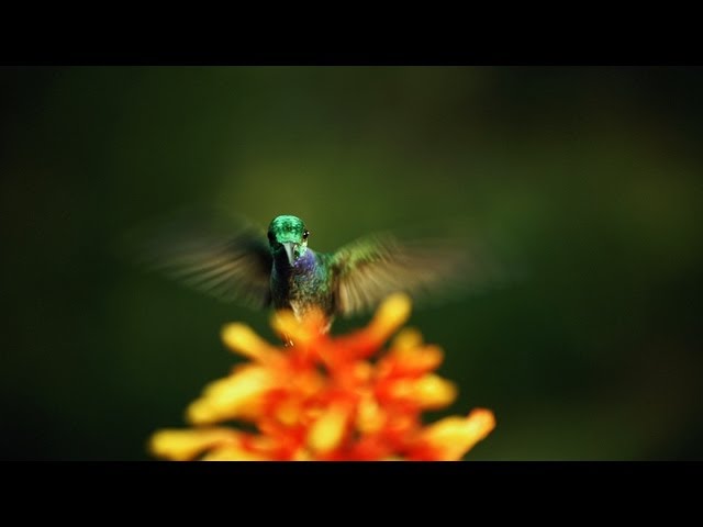 The hidden beauty of pollination - Louie Schwartzberg - Englsih
