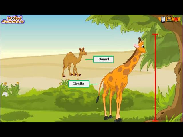Every Type of Hoofed Mammal Explained Animal | Science for Kids | English