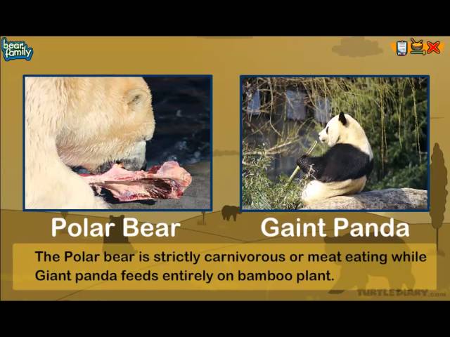 8 Types of Bears Around The World | Animal Science for Kids | English