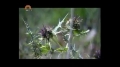 [16 Mar 2013] Natural weeds and Cure - قدرتی جڑی بوٹیاں اورعلاج - Urdu