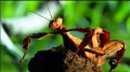 Giant Rainforest Mantis vs Spiny Leaf Insect  -Monster Bug Wars - English