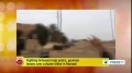 [30 Dec 2013] Fighting between Iraqi police, gunmen leaved over a dozen killed in Ramadi - English