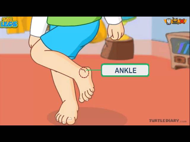 Learn the Parts of the Body | THE LEG | *COOL* Science for Kids - English
