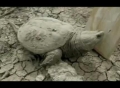 Missing Turtle Found - English